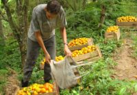 Pequenos agricultores aguardam reunião do Consea no dia 3 de agosto em Campo Grande