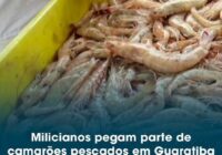 Pescadores da Pedra de Guaratiba pagam milicianos com camarões