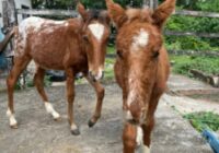 Fazenda modelo em Guaratiba tem cavalos para adoção