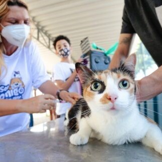 vacinação de cães e gatos